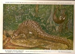 Postales: Belgica ** & Postale, Ciencias Naturales de Bélgica, Árbol Pangolín, Tricuspis Rafinesco (36)